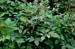 Astilbe 'Rhythm & Blues' — photo 2